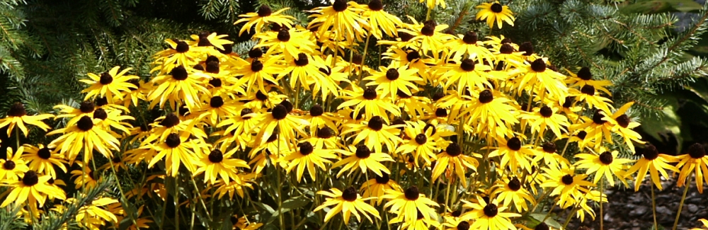 Rudbeckia 02 banner